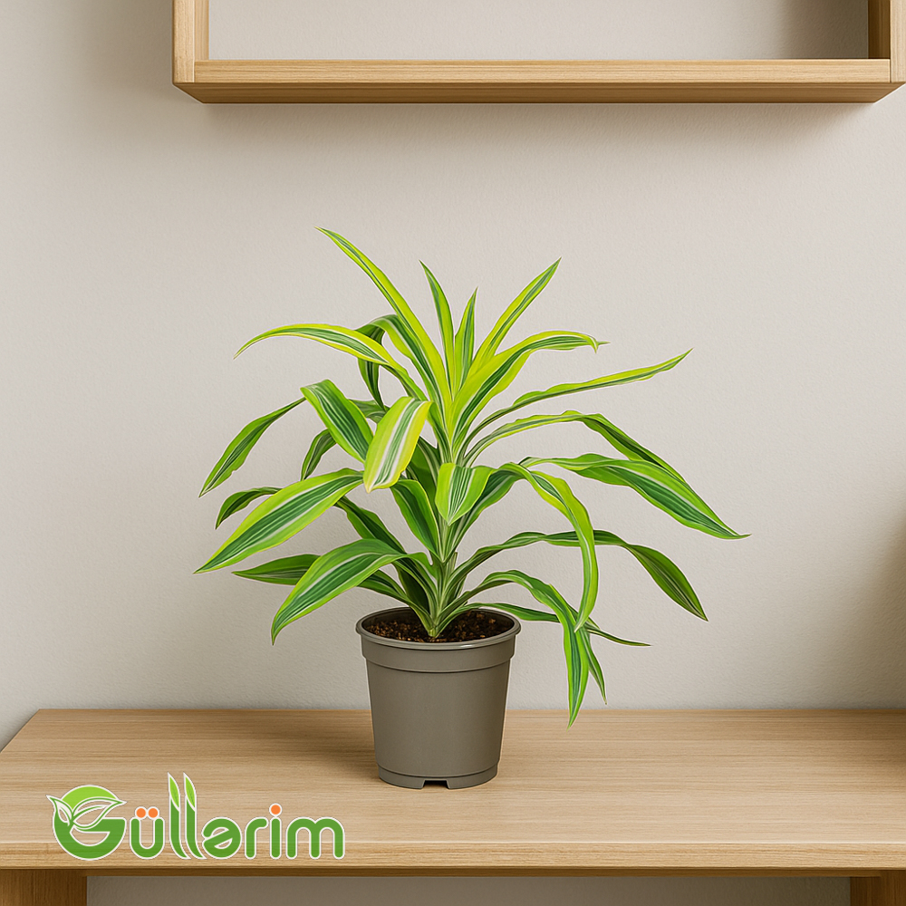 Dracena fragrans
