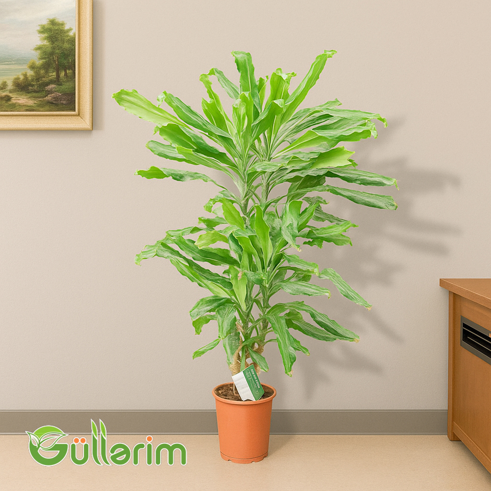 Dracena (Limon Laym)