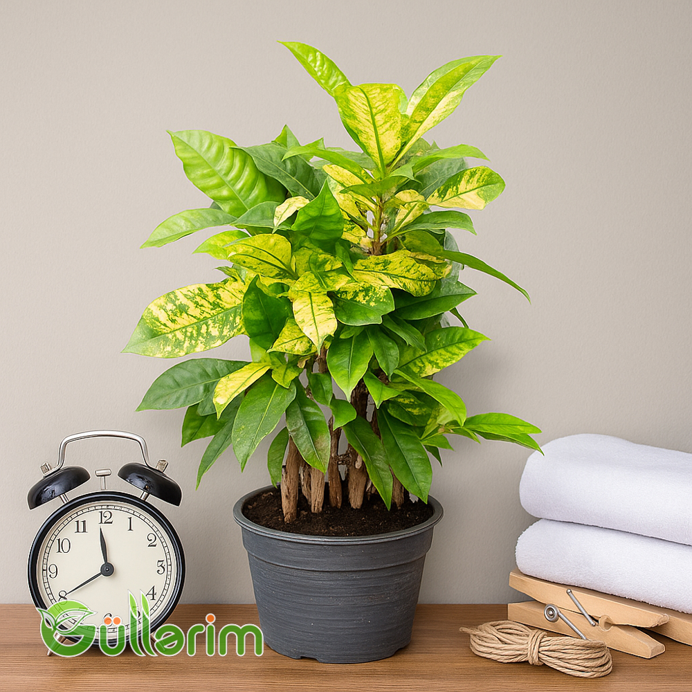 Kroton (Codiaeum)