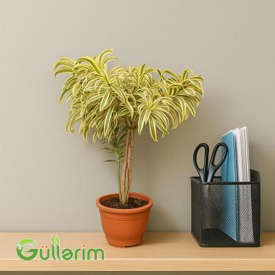 Dracaena Reflexa (Drasena Refleksa)