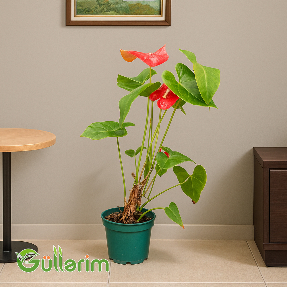 Anturium (Flamingo çiçəyi)