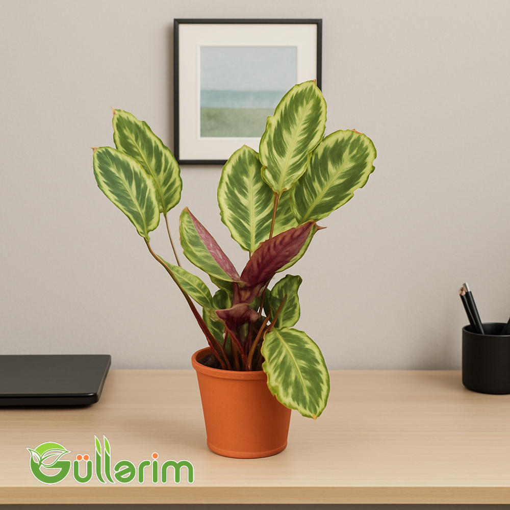 Calathea Medallion (Kalatea Medallion )
