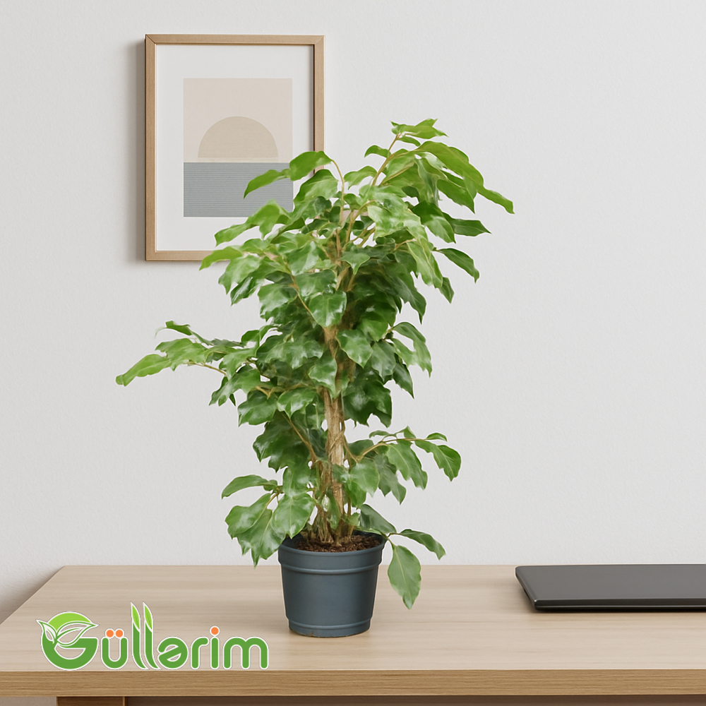 Ficus benjamina
