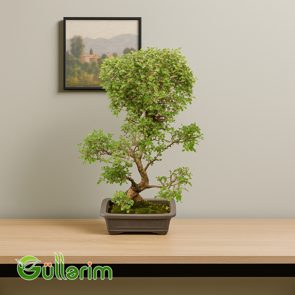 Bonsai Ağacı