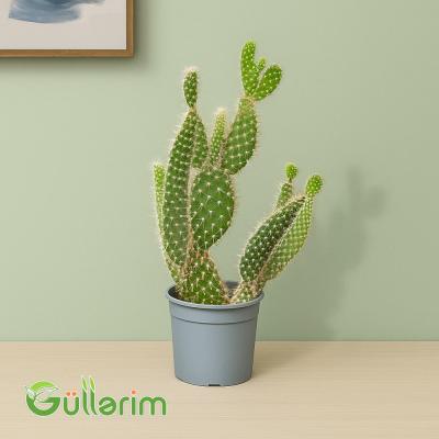 Opuntia microdasys (Dovşan qulağı kaktusu)