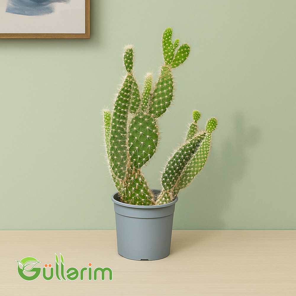 Opuntia microdasys (Dovşan qulağı kaktusu)