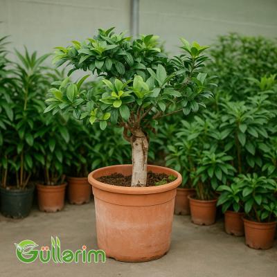 Ficus Microcarpa (Fikus Mikrokarpa)