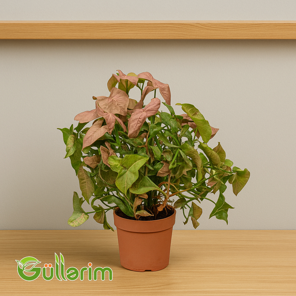 Syngonium (Sinqonium)