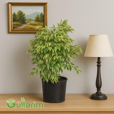 Ficus Benjamina (Fikus Benjamin)