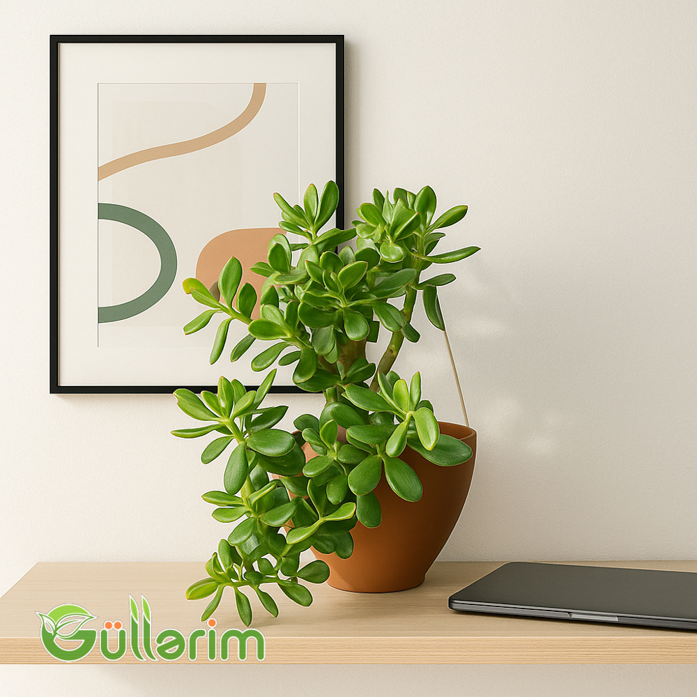Pul ağacı (Crassula Ovata)