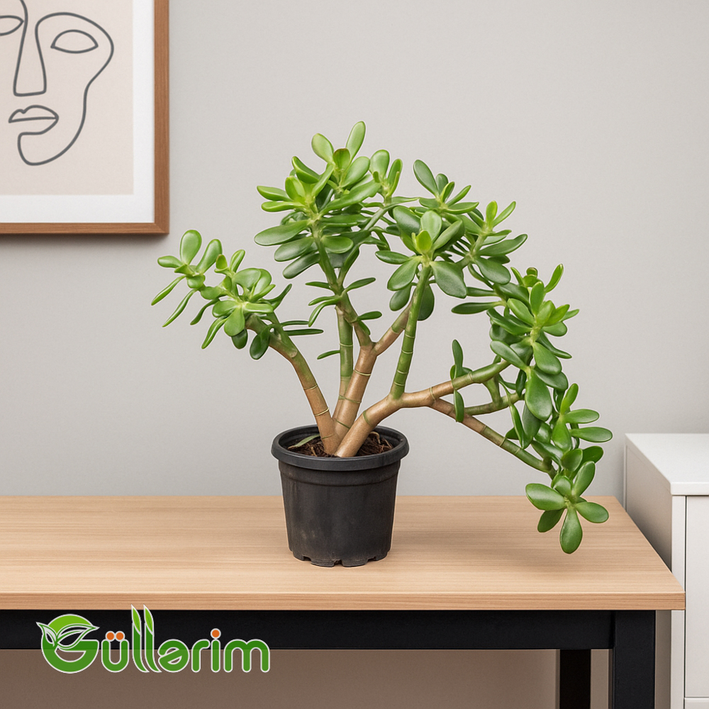 Pul Ağacı (Crassula Ovata)