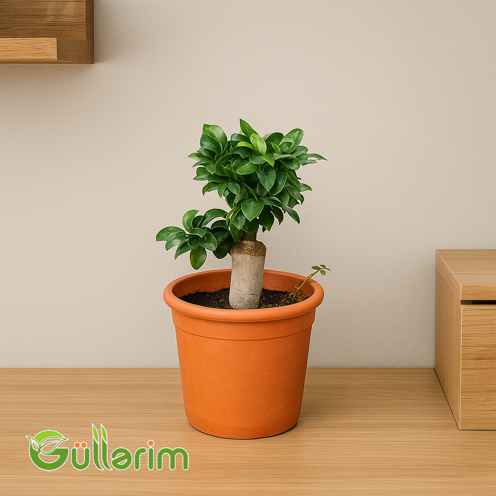 Ficus  Bonsai (Fikus Ginseng)