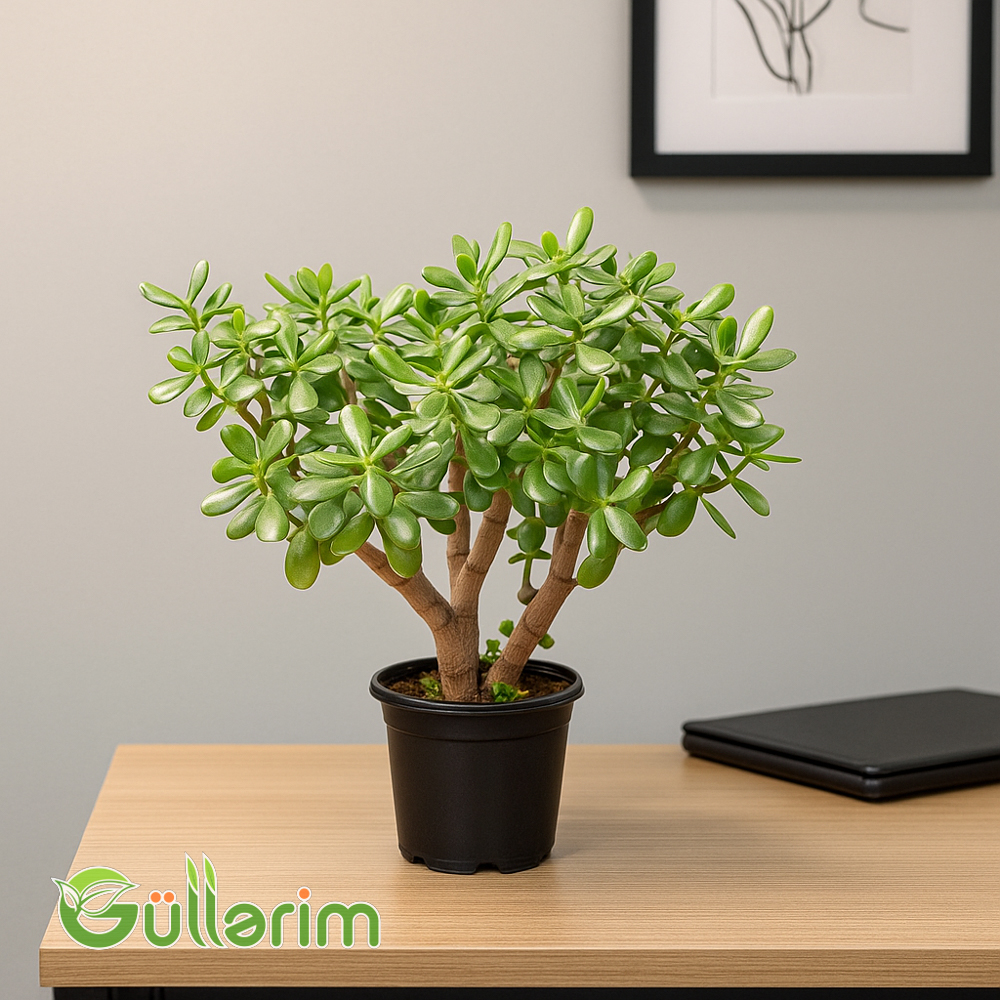 Pul Ağacı (Crassula ovata)