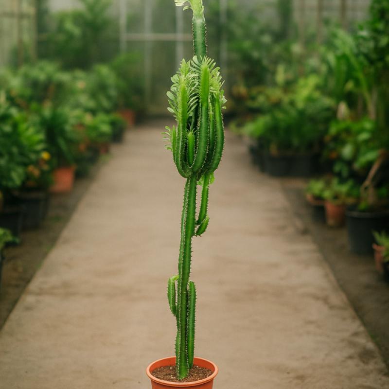 Euphorbia kaktus