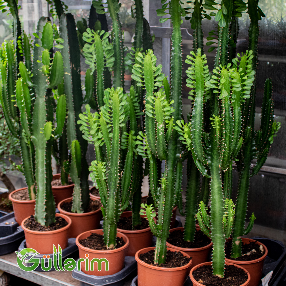 Euphorbia kaktus
