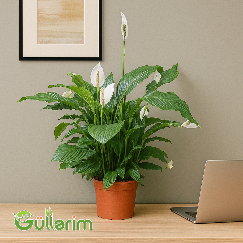 Spathiphyllum (Spatfelium)
