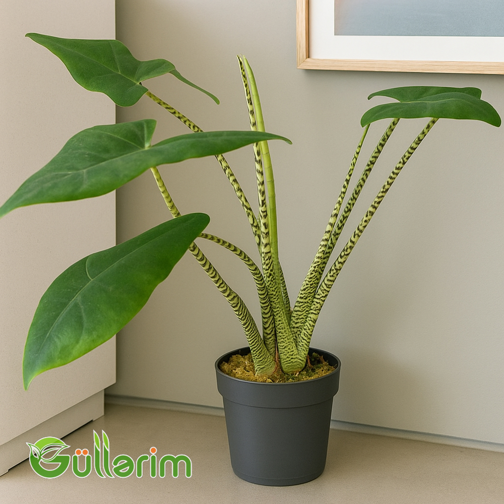Alokaziya Zebrina (Alocasia zebrina)