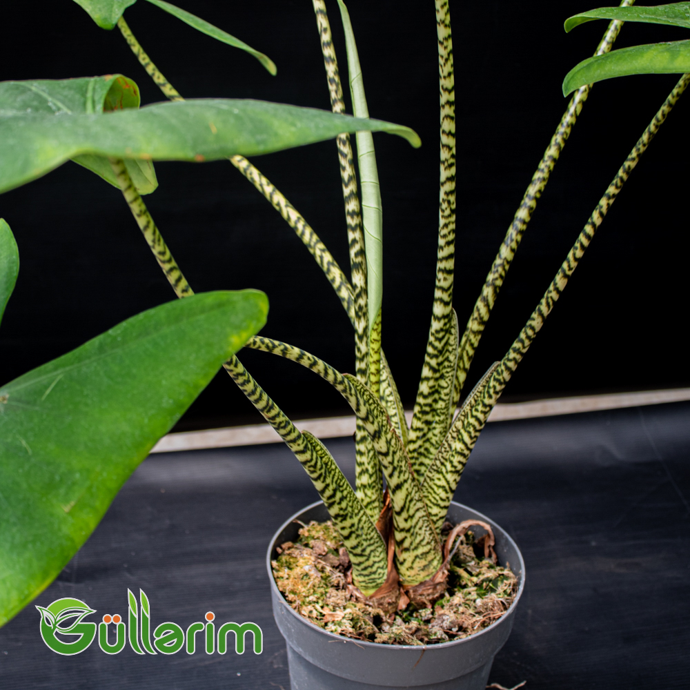 Alokaziya Zebrina (Alocasia zebrina)