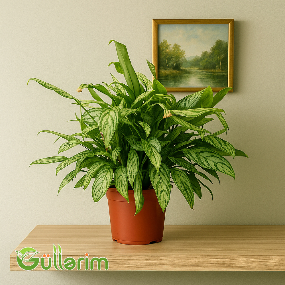 Aglaonema (Aqlonema)
