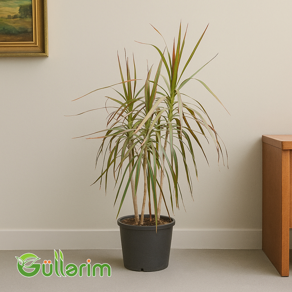 Dracena Marginata