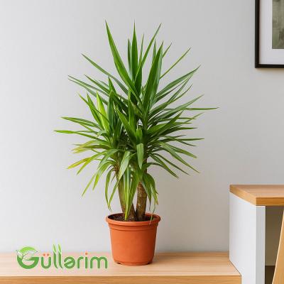 Yukka (Yucca)