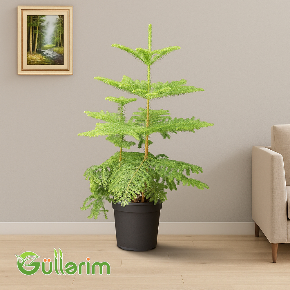 Araucaria heterophylla (Norfolk Şamı)