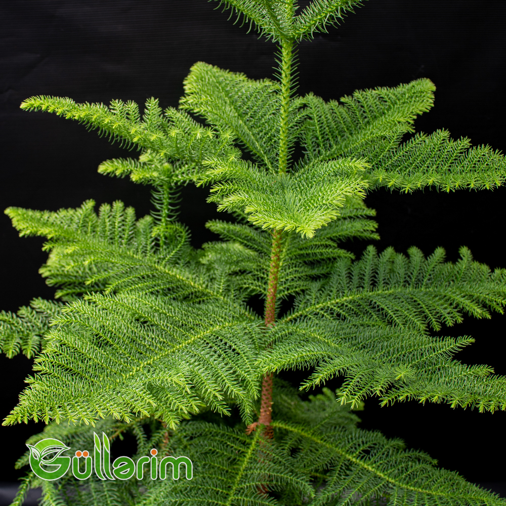 Araucaria heterophylla (Norfolk Şamı)