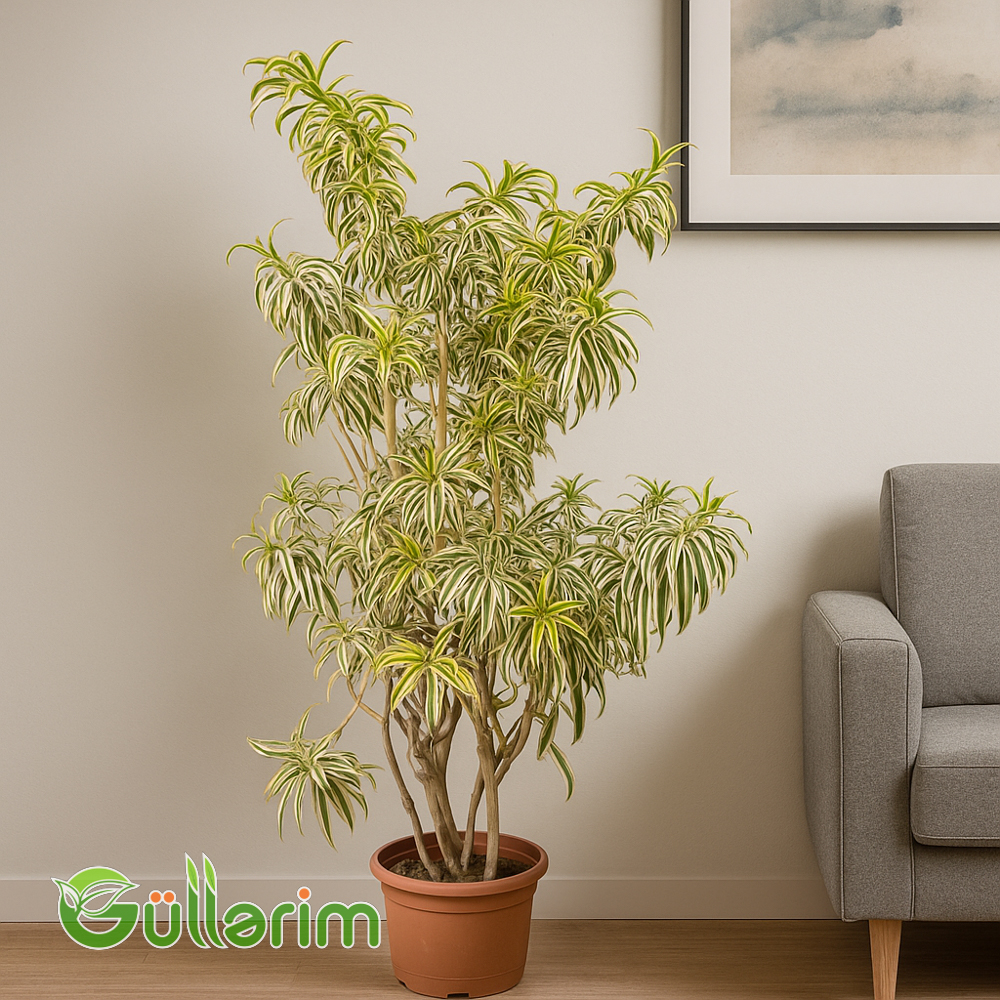Dracaena Reflexa  (Drasena Refleksadır)