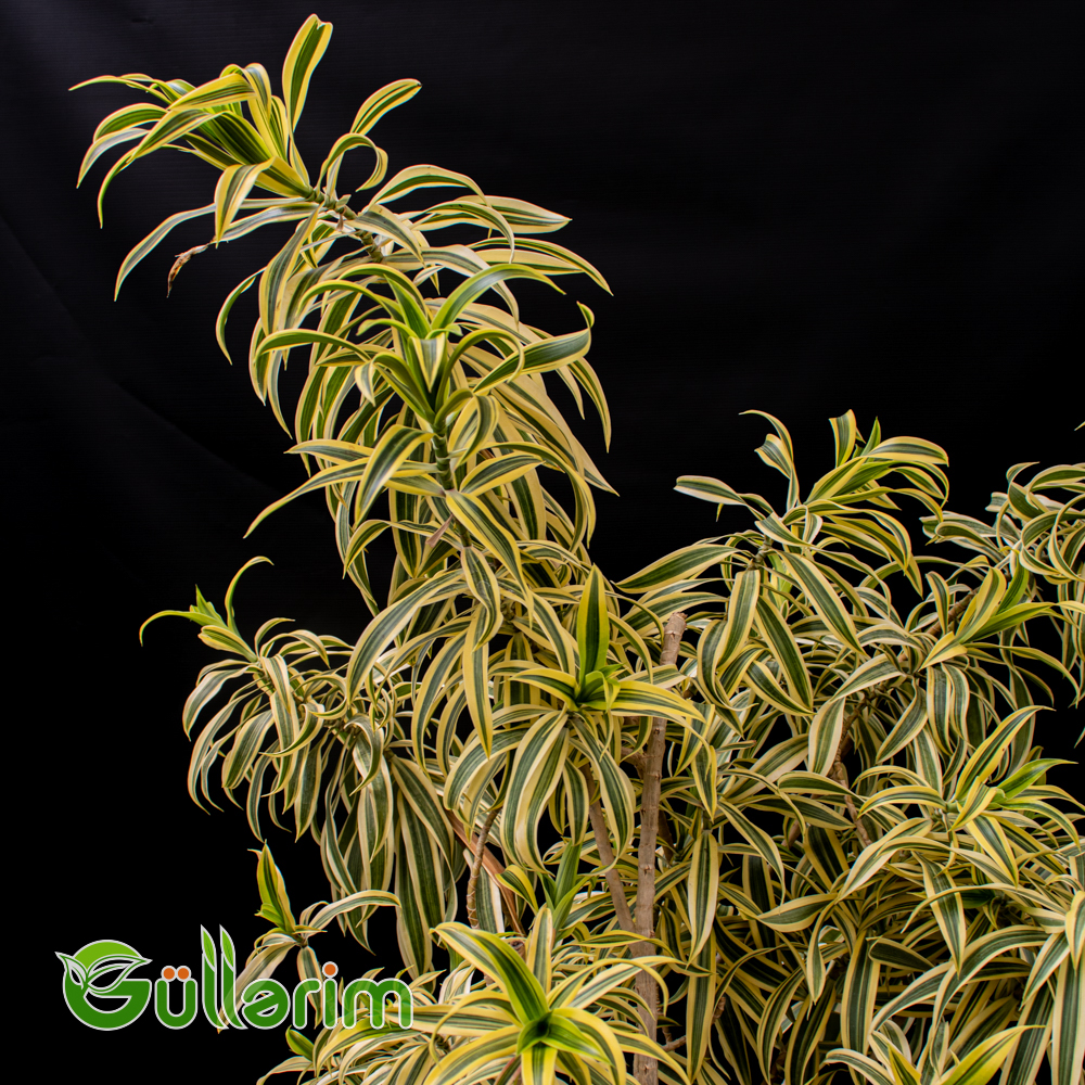 Dracaena Reflexa  (Drasena Refleksadır)