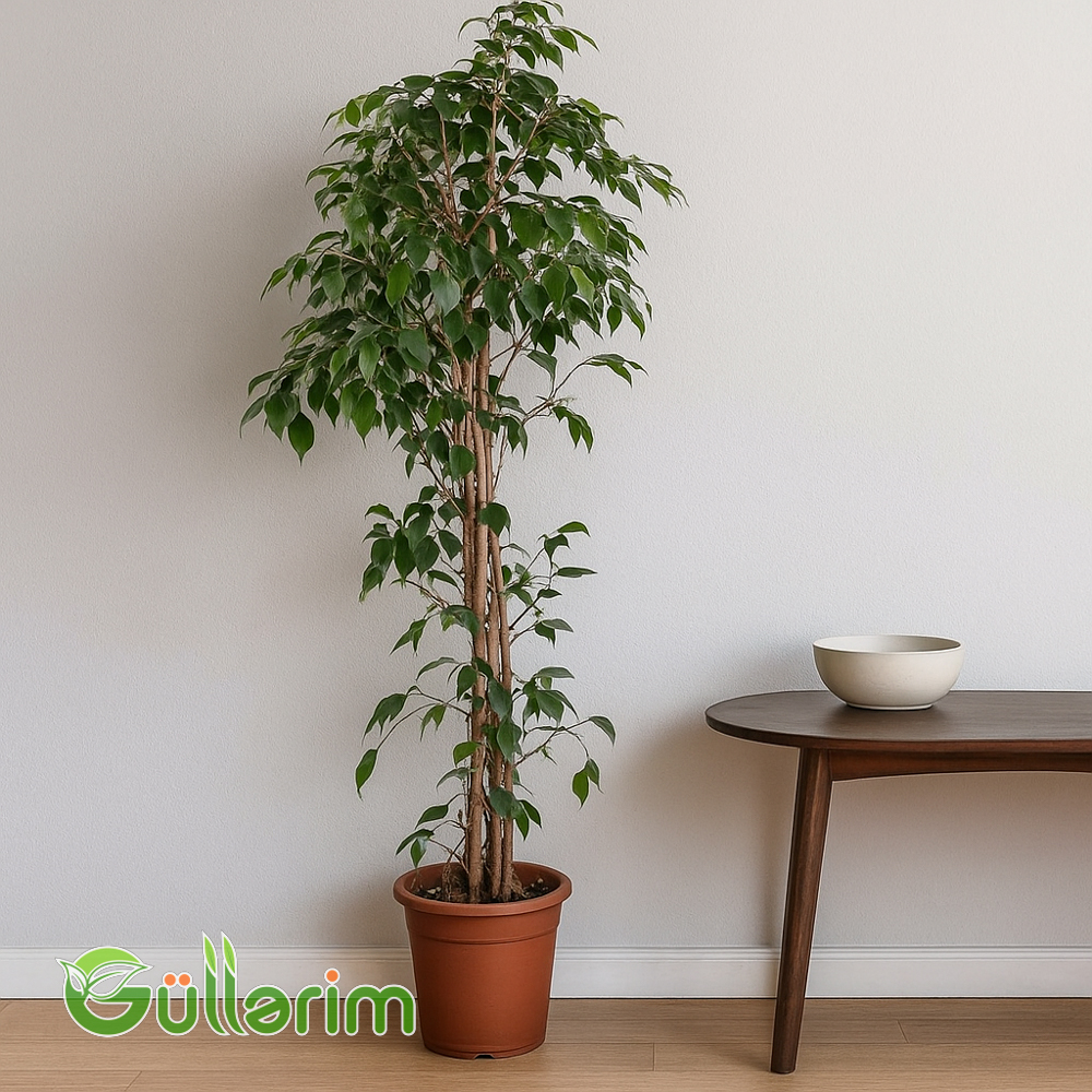 Ficus Benjamina (Fikus Benjamina)
