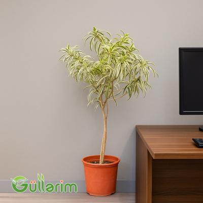 Dracaena Reflexa (Drasena Refleksa)