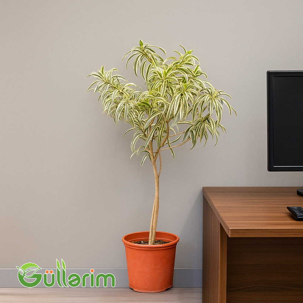 Dracaena Reflexa (Drasena Refleksa)