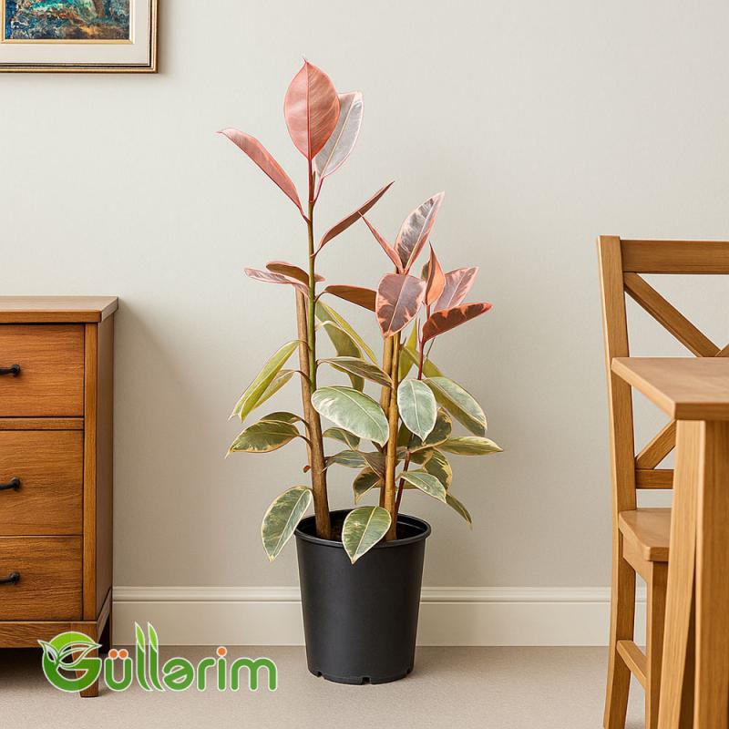 Ficus Elastica (Fikus elastika)