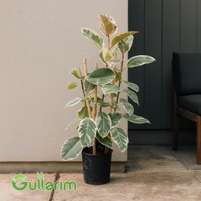 Ficus Elastica (Fikus elastika)