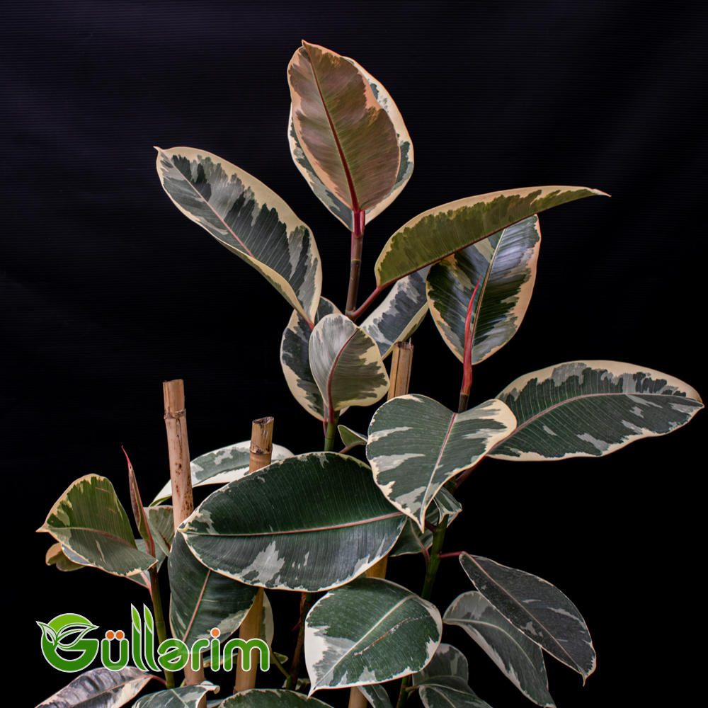 Ficus elastica (Fikus elastika)