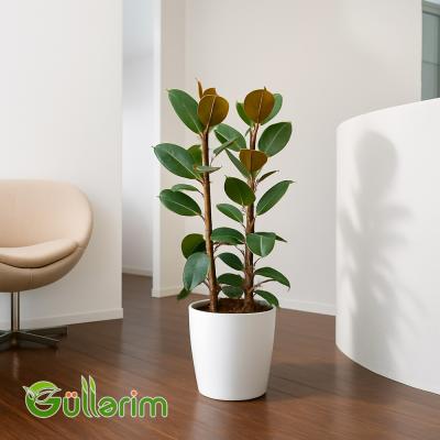 Ficus Elastica (Fikus elastika)