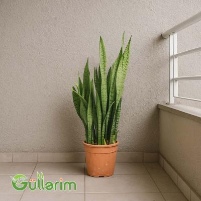 Sansevieria (Sansiveriya)