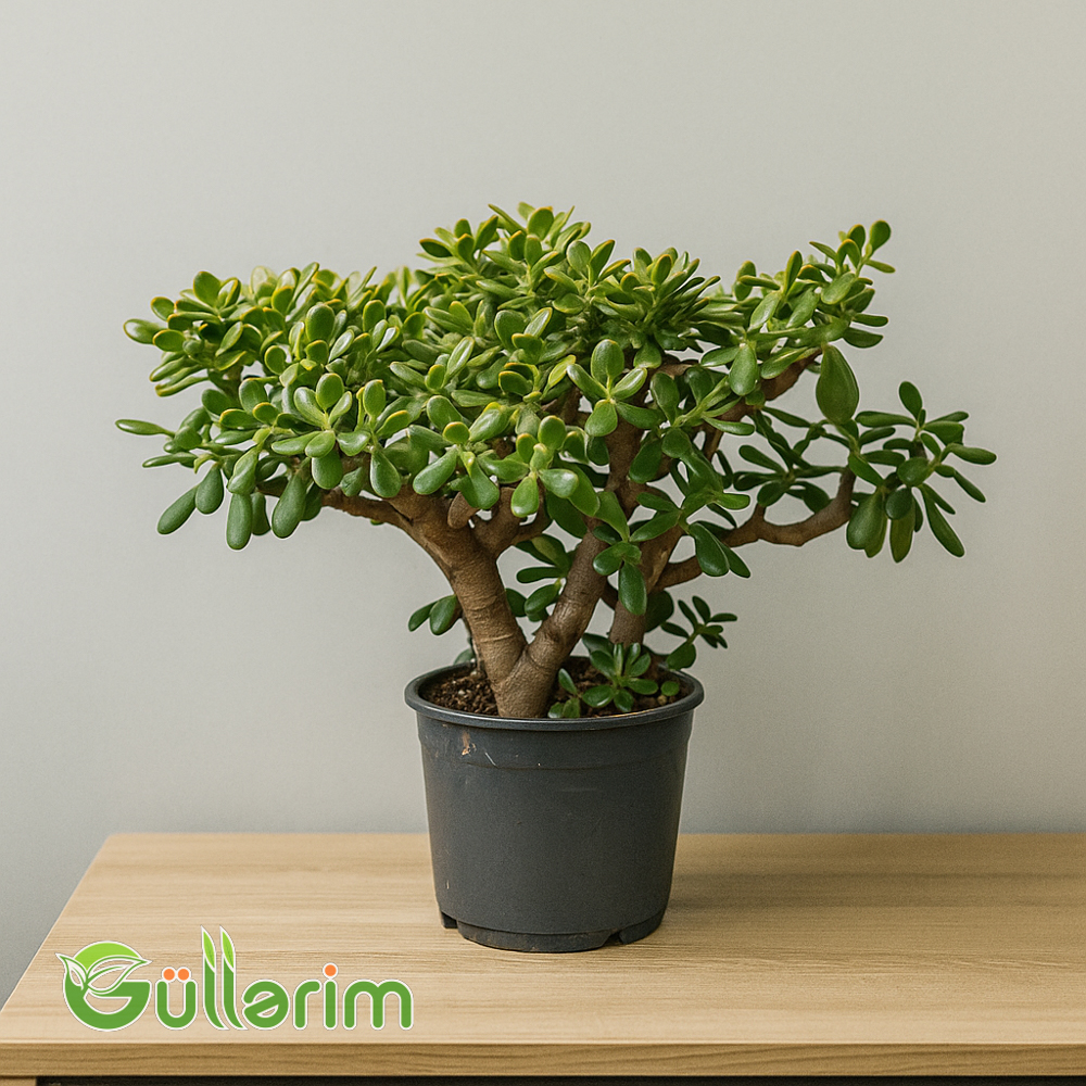 Crassula ovata (Pul ağacı)