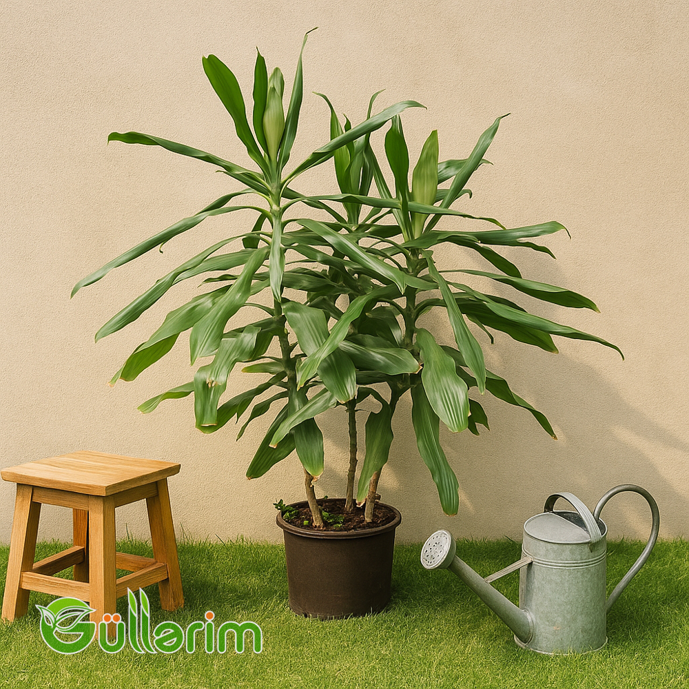 Dracena Fragrans (Drasena Fragrans)