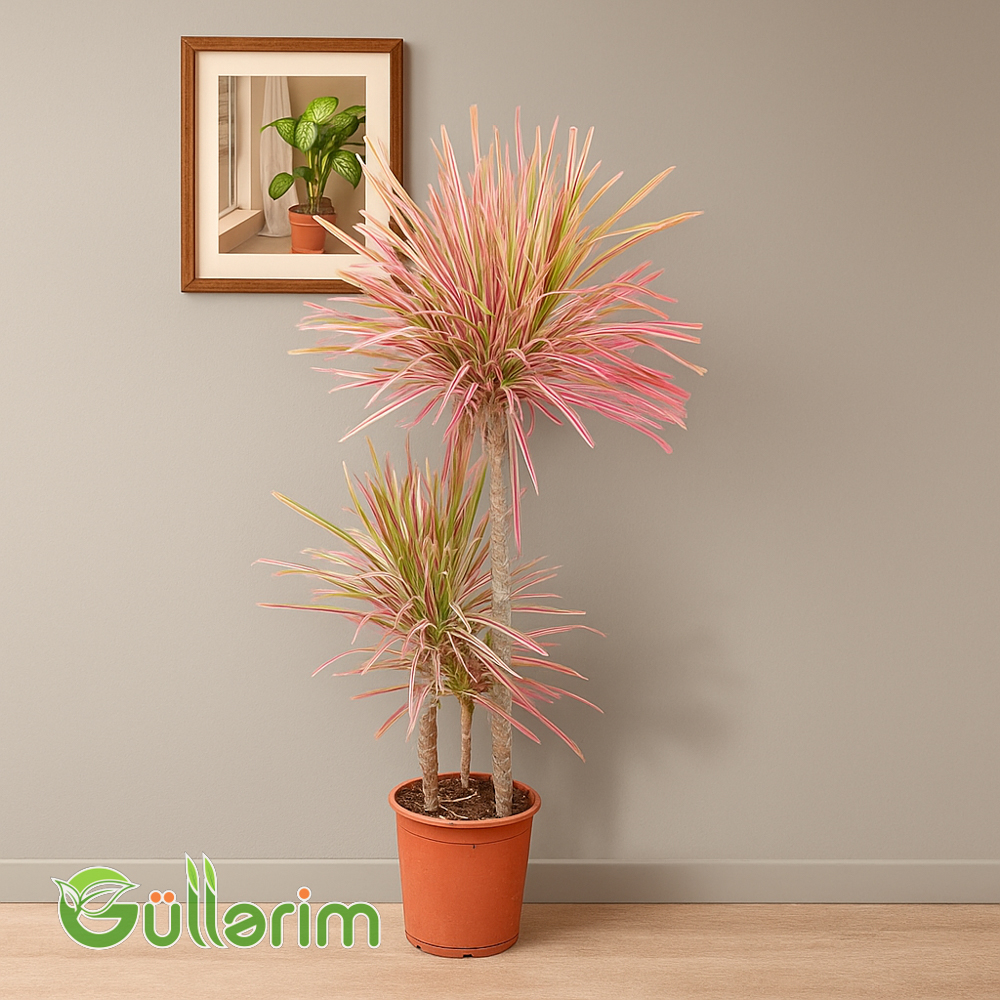 Dracaena Marginata (Drasena Marqinata)