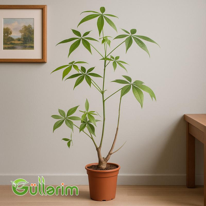 Pachira aquatica (Paxira Pul Ağacı )