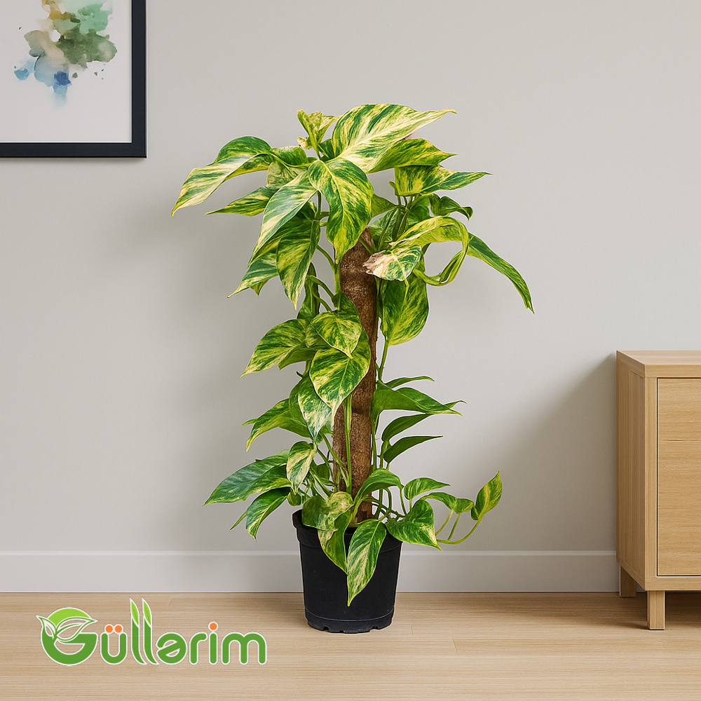 Epipremnum aureum (Epipremiya )