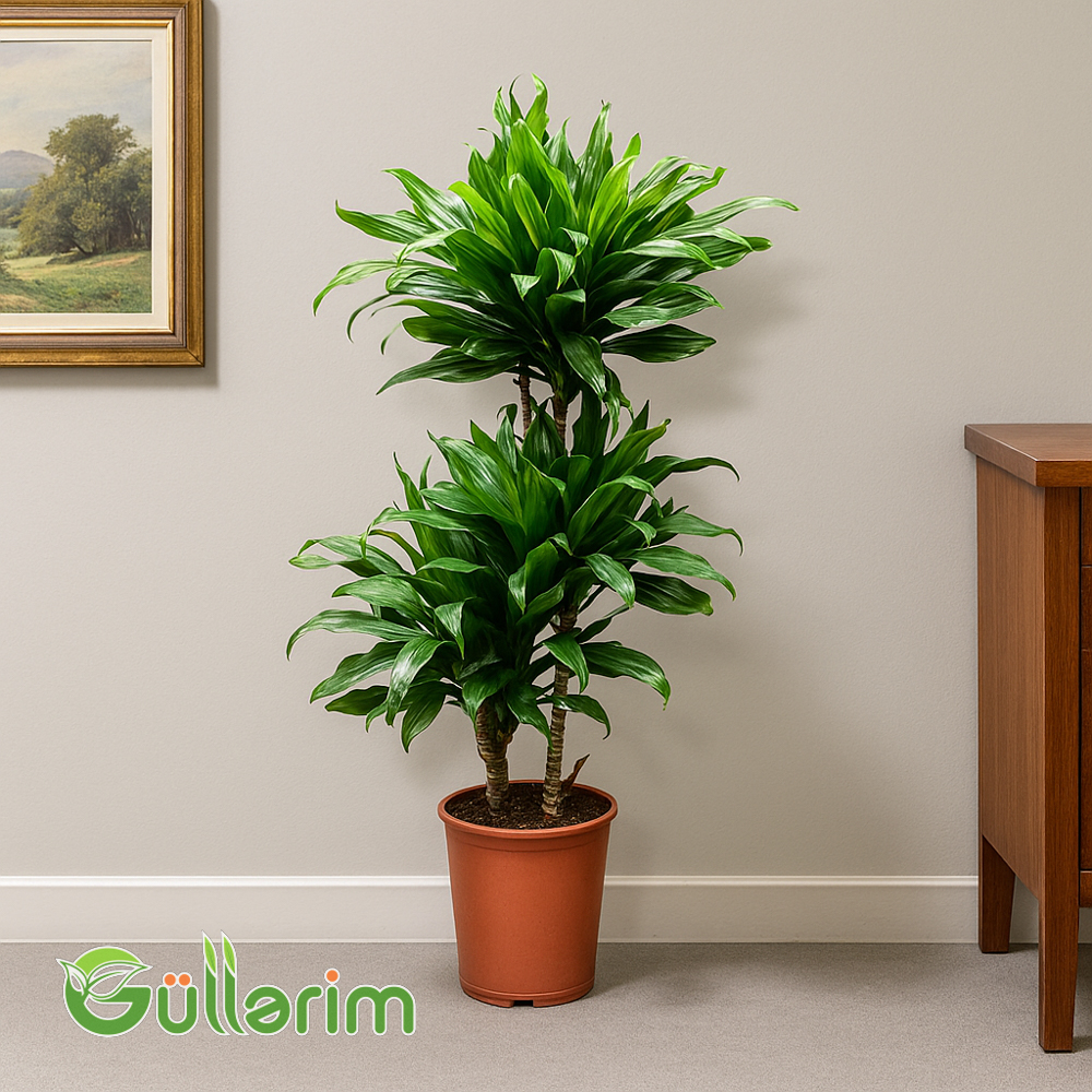 Dracaena Fragrans (Drasena fragrans)