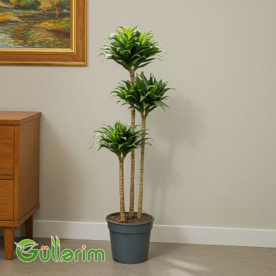 Dracaena Compacta (Drasena Kompakt)