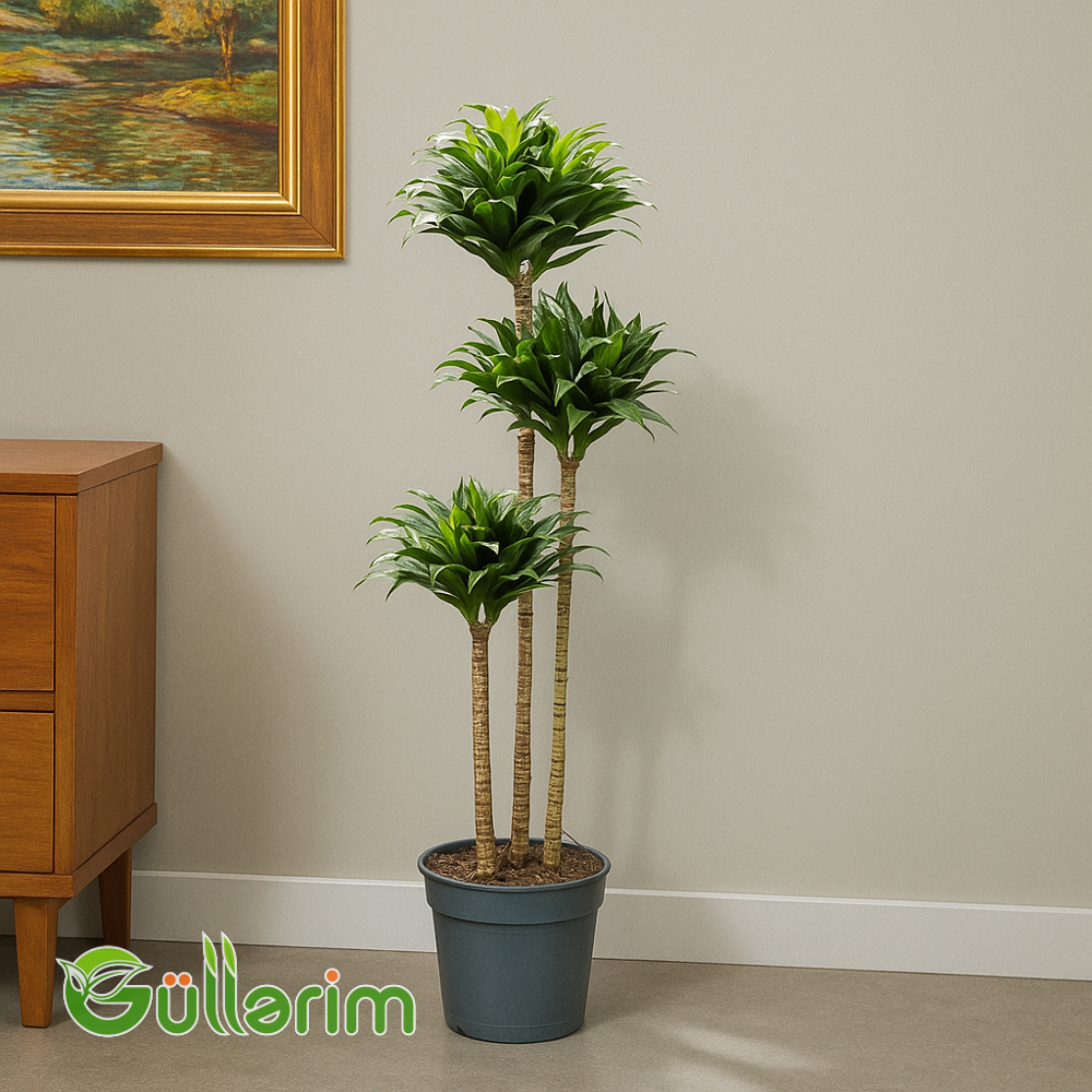 Dracaena Compacta (Drasena Kompakt)