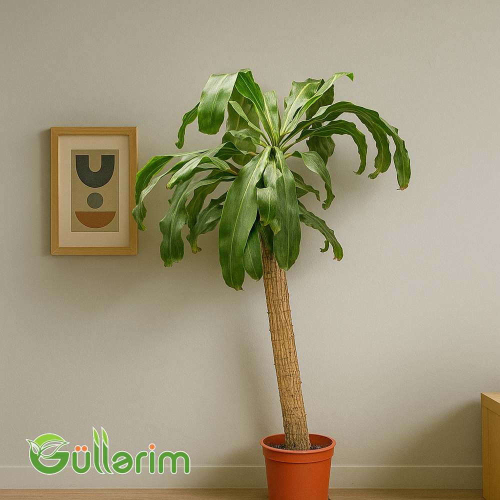 Dracaena fragrans (Drasena fraqnans)