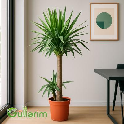 Yukka Palm (Yucca)