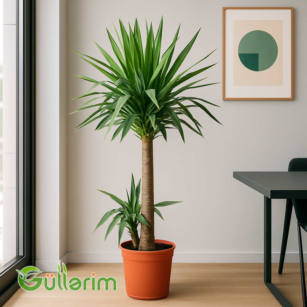 Yukka Palm (Yucca)