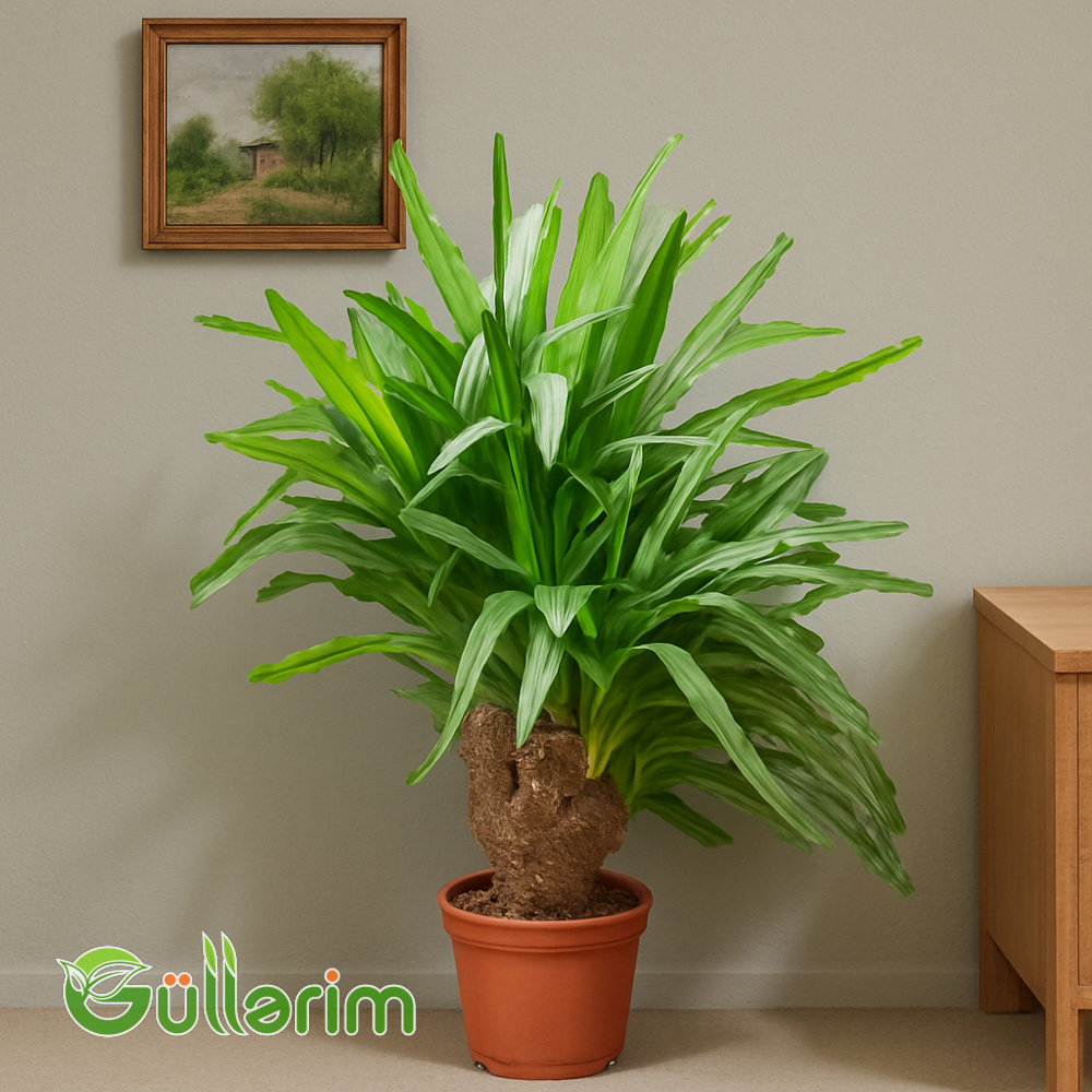 Dracaena fragrans (Yukka)