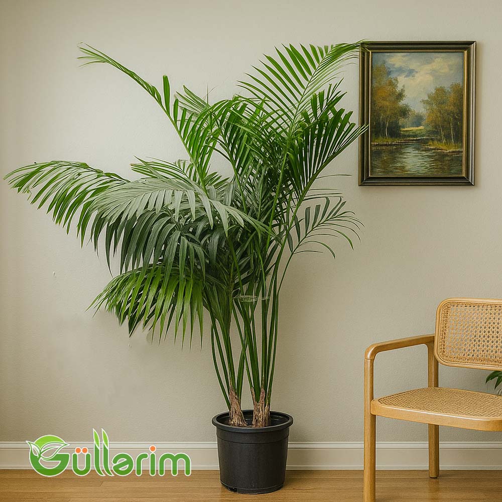 Areca Palma (Areyka palma)
